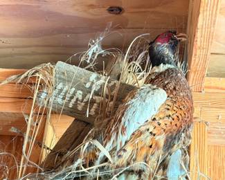 Taxidermy pheasant mount hunting decor
