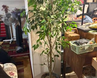 . . . faux ficus