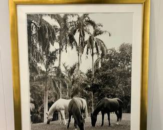 WGG311 Island Horses - Large Framed Photograph