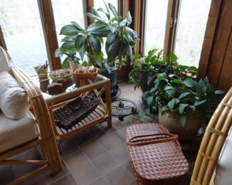 2 Large Pothos Plants still available