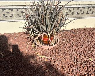 Potted Cactus