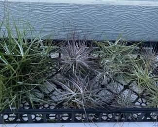 MMC067 Ten Tillandsia Air Plant “Balls”