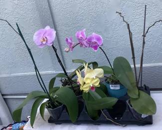 MMC129 Five Phalaenopsis Orchid Plants