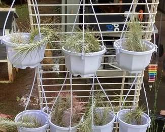 MMC095 Ten Hanging Baskets Of Tillandsia Air Plants
