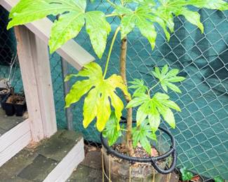 165 JapaneseAraliaShrub