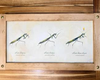 135 SatiricalPrayingAgnosticandAtheistMantisFramedPoster