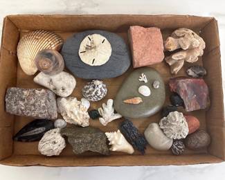 Lot 969  Natural Curiosities  Rocks Shells