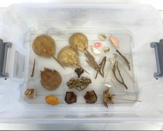 Lot 960  Natural Curiosities Horseshoe Crabs Shells Corals