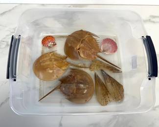 Lot 959  Natural Curiosities Horseshoe Crabs Shells
