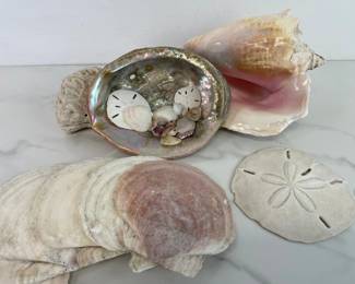 Lot 872  Natural Curiosities  Seashells Coral