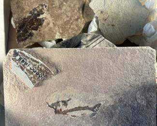 Fossil fish