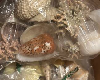 Seashells