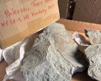 Paleozoic trace fossil