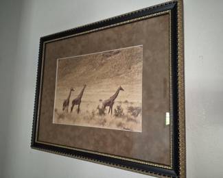 Framed Photograph Giraffes