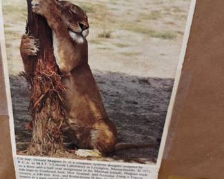 Info on the lion print