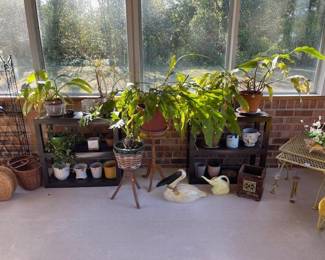 Plants