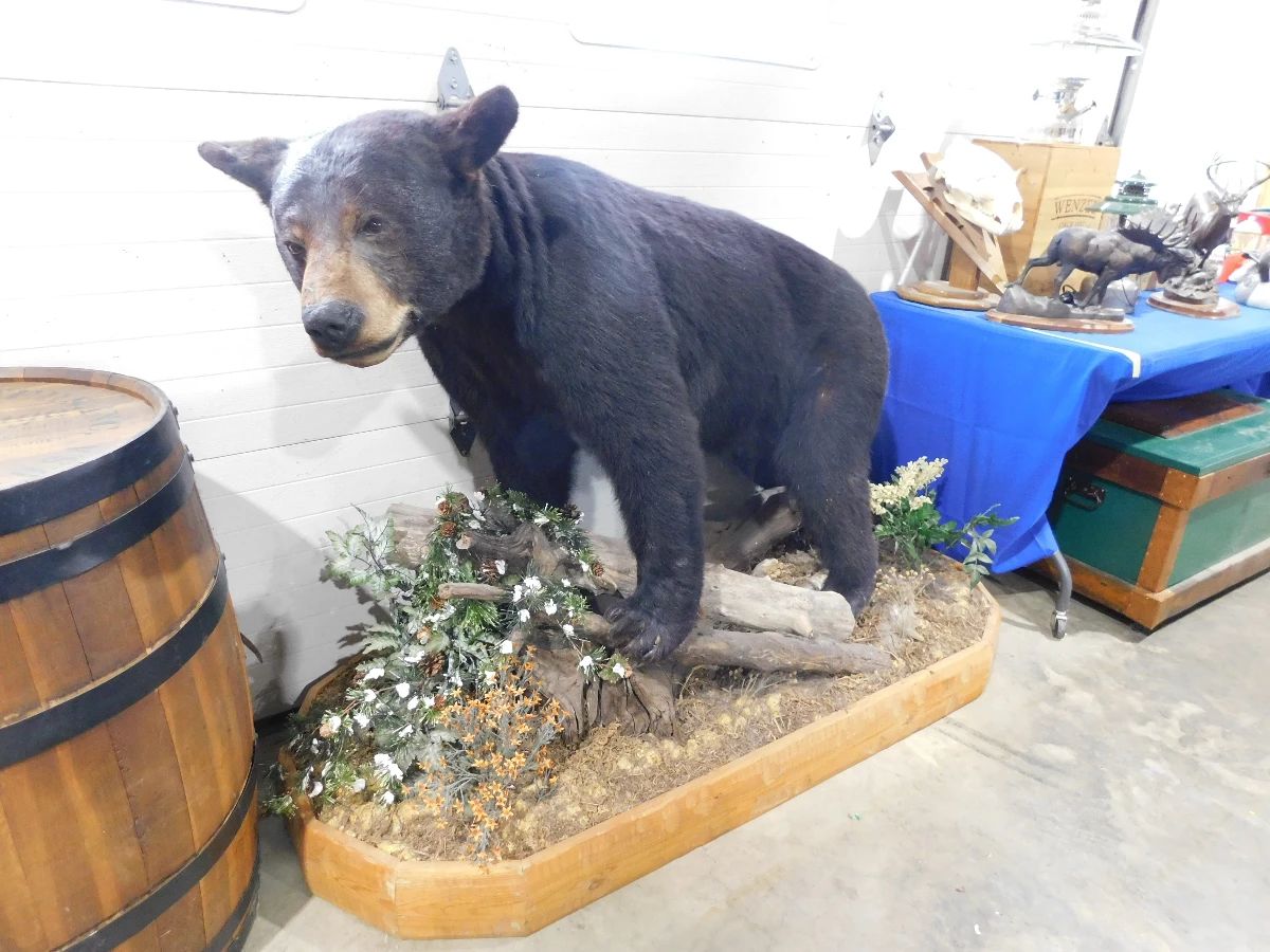 Taxidermy Black Bear