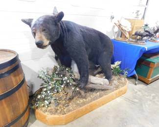 Taxidermy Black Bear