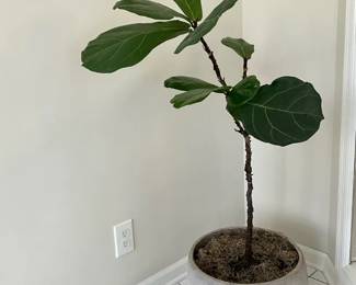  05 Fiddle Leaf Fig Plant