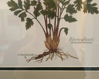 Bleeding Heart Botanical Illustration by Sharon Morris Kincheloe