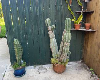 cactus, succulents