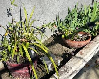 Plants, pots, patio furniture and yard art.