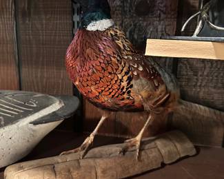 PHEASANT