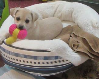 This is Ollie our company mascot.