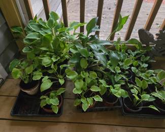 Hostas -$2 - $5