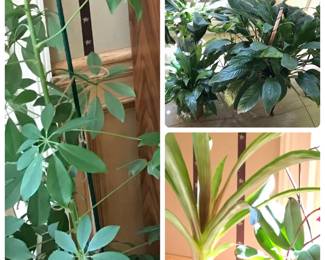 Assortment of houseplants.