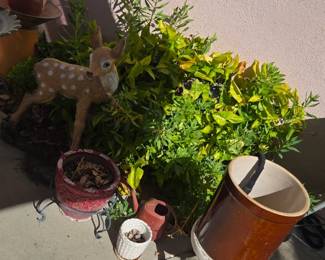 Outdoor plants & things 