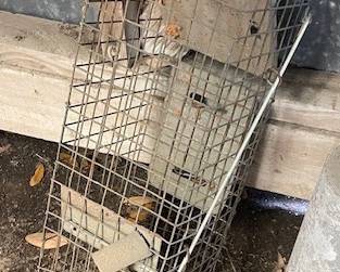 small critter trap