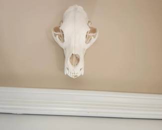 Beatle cleaned Black Bear skull 