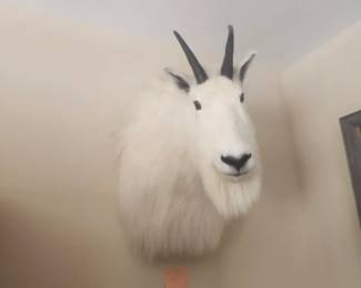 Mountain Goat shoulder mount