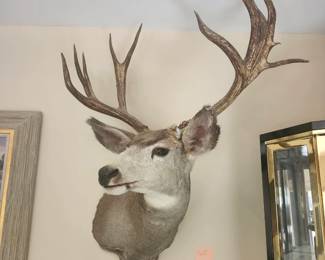 1994 SCI 3rd place winner for a Wyoming Mule Deer w/recognition plaque