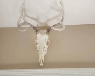 Beatle cleaned dear skull with antlers
