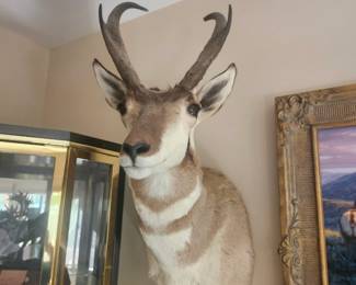 Antilope shoulder mount