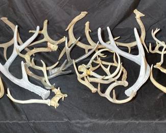 Antler Assortments