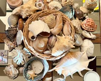Seashell Collection