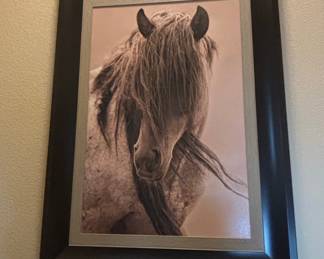 Framed Photograph of a Horse by Tony Stromberg