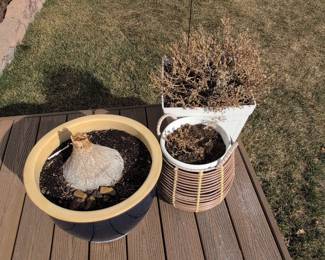 Elephant Garlic Bulb in Ceramic Pot