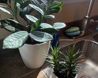 ZZ Plant and Haworthia Succulent in White Pots