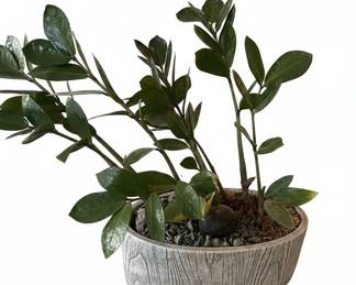 ZZ Plant in Textured Pot
