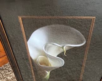Framed Calla Lily Print by David Gille