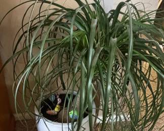 Ponytail Palm (Beaucarnea recurvata)