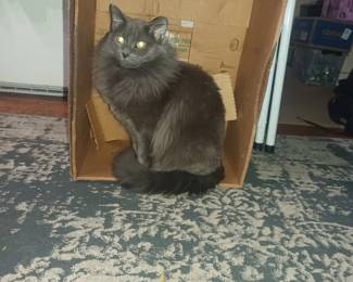 Judge me by my size do you? And well you should not, for my ally is the box..