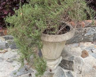 Concrete pot with rosemary plant