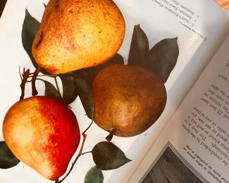 From Chase Book / Fruit