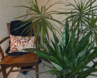 Plants that need homes