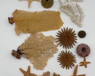 82 MixofDriedMarineSpecimens